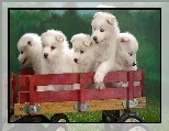 Samojed, s�odkich, pi��, szczeniak�w, w�zek